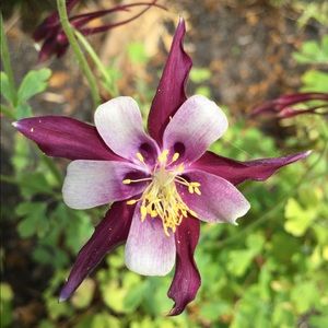 Meet your Posher, Helen